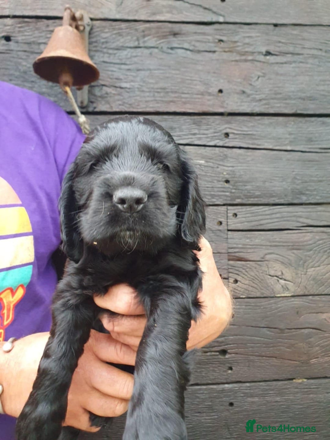 Cocker Spaniel dogs for sale: show cocker spaniel puppies ready 9th september - Image 2