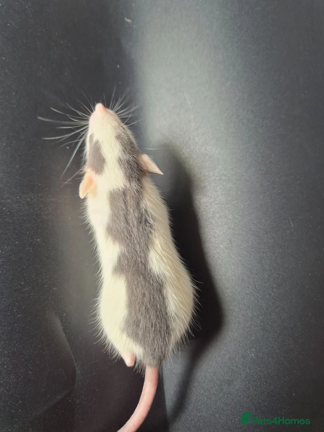 Rat rodents for sale: Baby Dumbo Rats - Advert 12