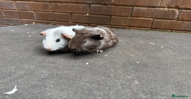Guinea Pig rodents - Advert 2