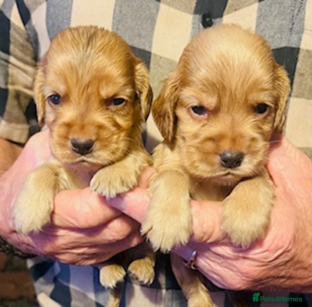 Cocker Spaniel dogs for sale: lyncham cocker spaniels - Image 9