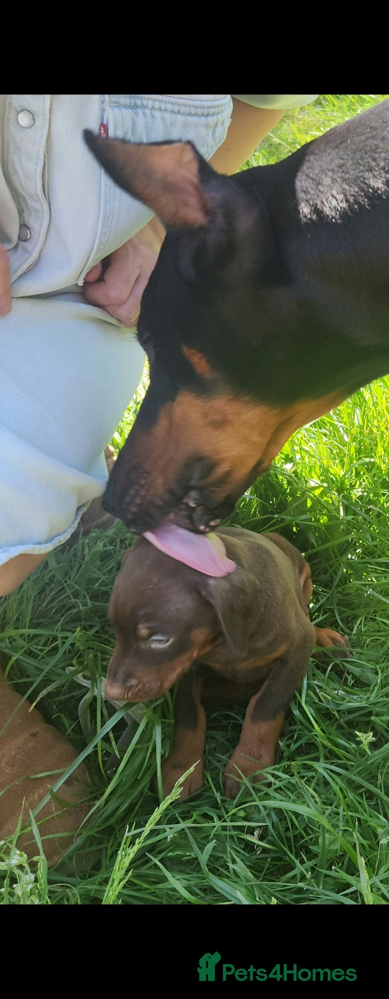 Dobermann dogs Doberman puppies European champion parents  - Advert 9