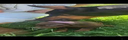 Dobermann dogs for sale: Doberman puppies beautiful temperament  - Advert 6