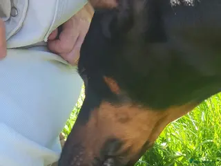 Dobermann dogs Doberman puppies European champion parents - Advert 9