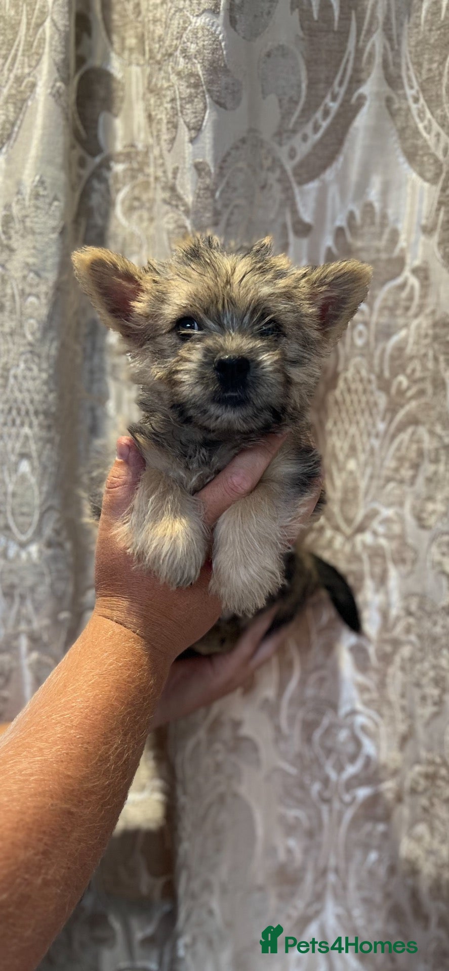 Cairn Terrier dogs Cairn terrier puppy’s  - Advert 2