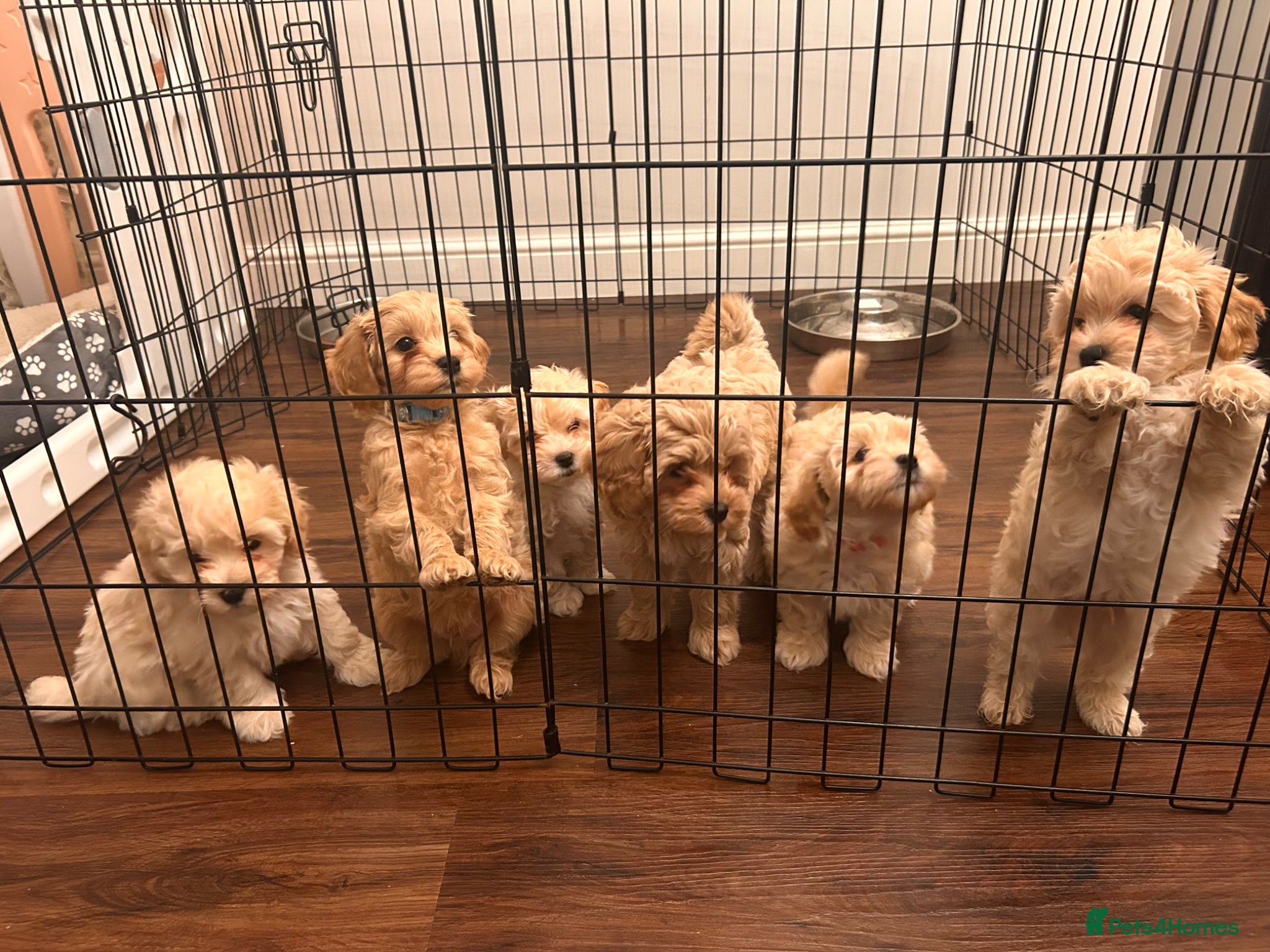 Maltipoo dogs Adorable F1 Maltipoo Puppies  - Advert 5