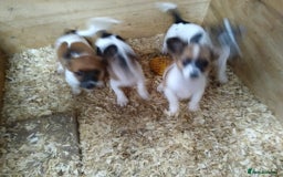 Mixed Breed dogs for sale: Adorable ‘Jackahuahua’ puppies - Image 1