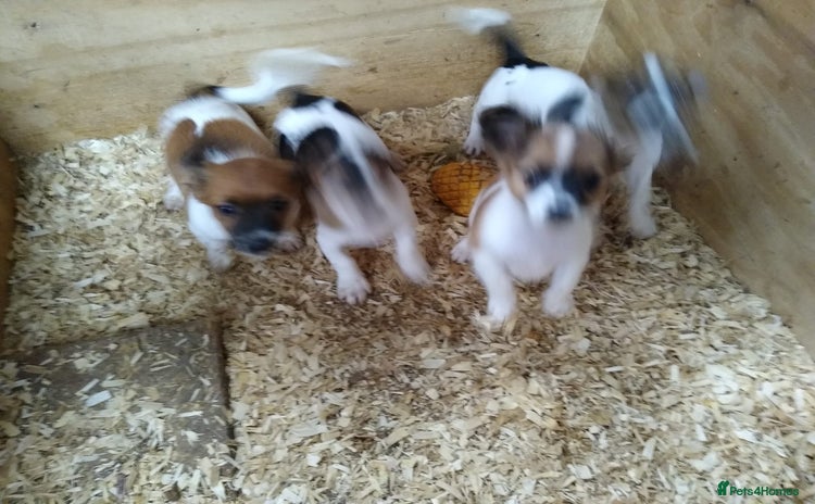 Mixed Breed dogs - Advert 1