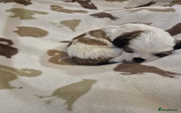 Shih Tzu dogs for sale: Beautiful Shih-tzu's - Image 18