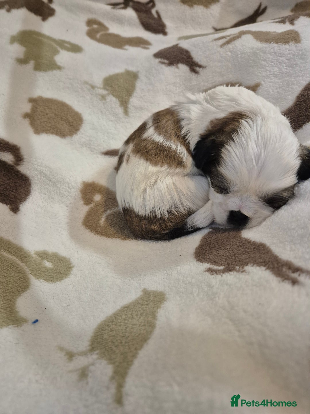 Shih Tzu dogs for sale: Beautiful Shih-tzu's - Image 18