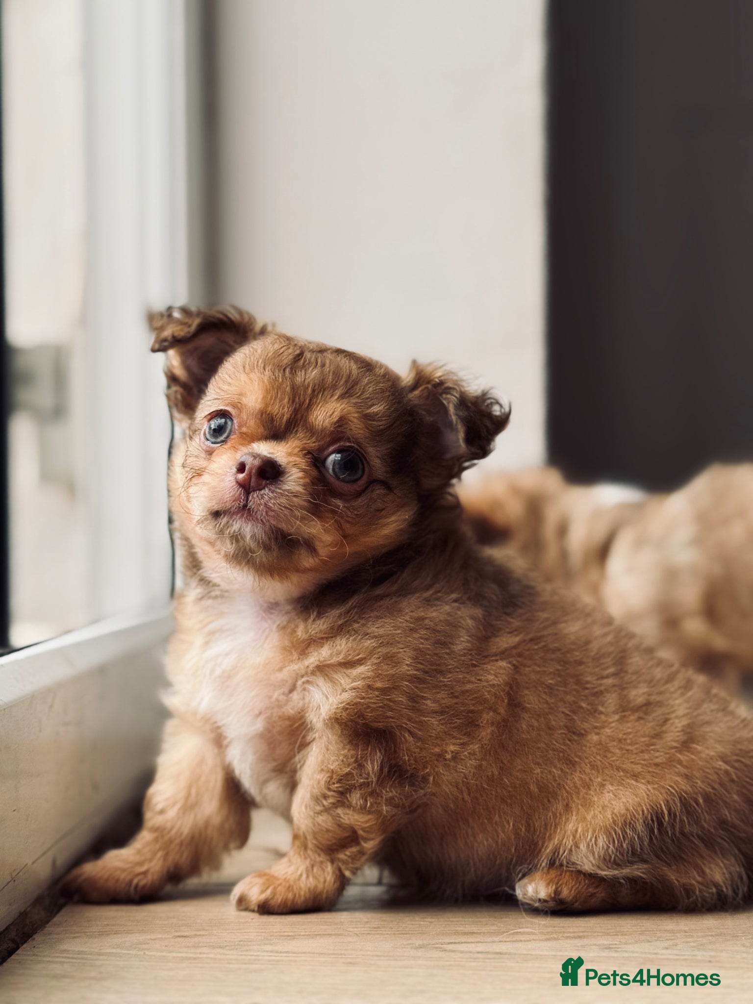 Chihuahua dogs 2 BOYS LEFT 😍😍 KC chihuahua puppies  - Advert 1