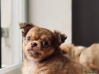 Chihuahua dogs 2 BOYS LEFT 😍😍 KC chihuahua puppies - Advert 6