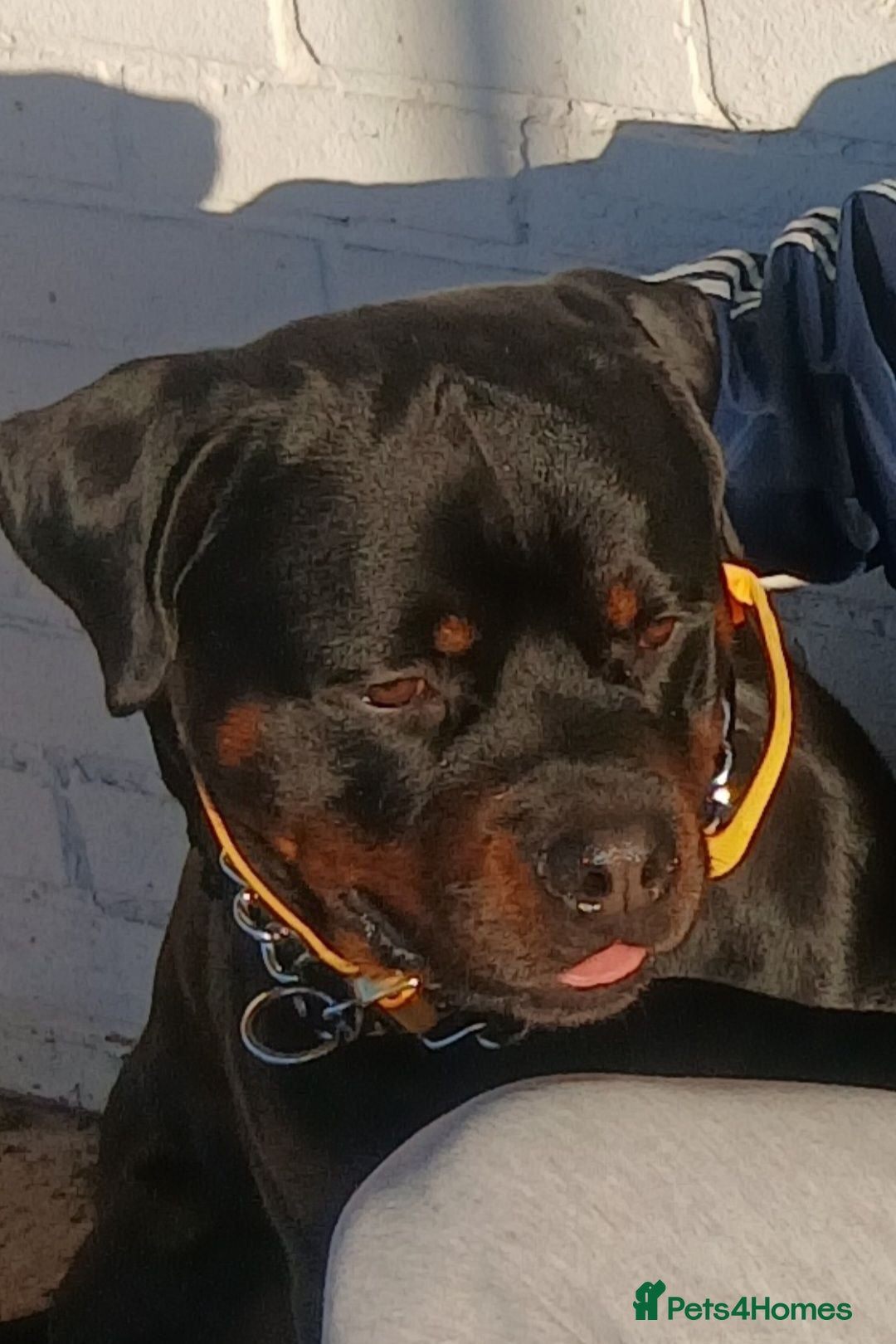 Rottweiler dogs 2 year old Rottweiler male, Rambo - Advert 3