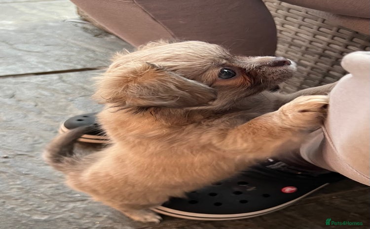 Chihuahua dogs - Advert 1
