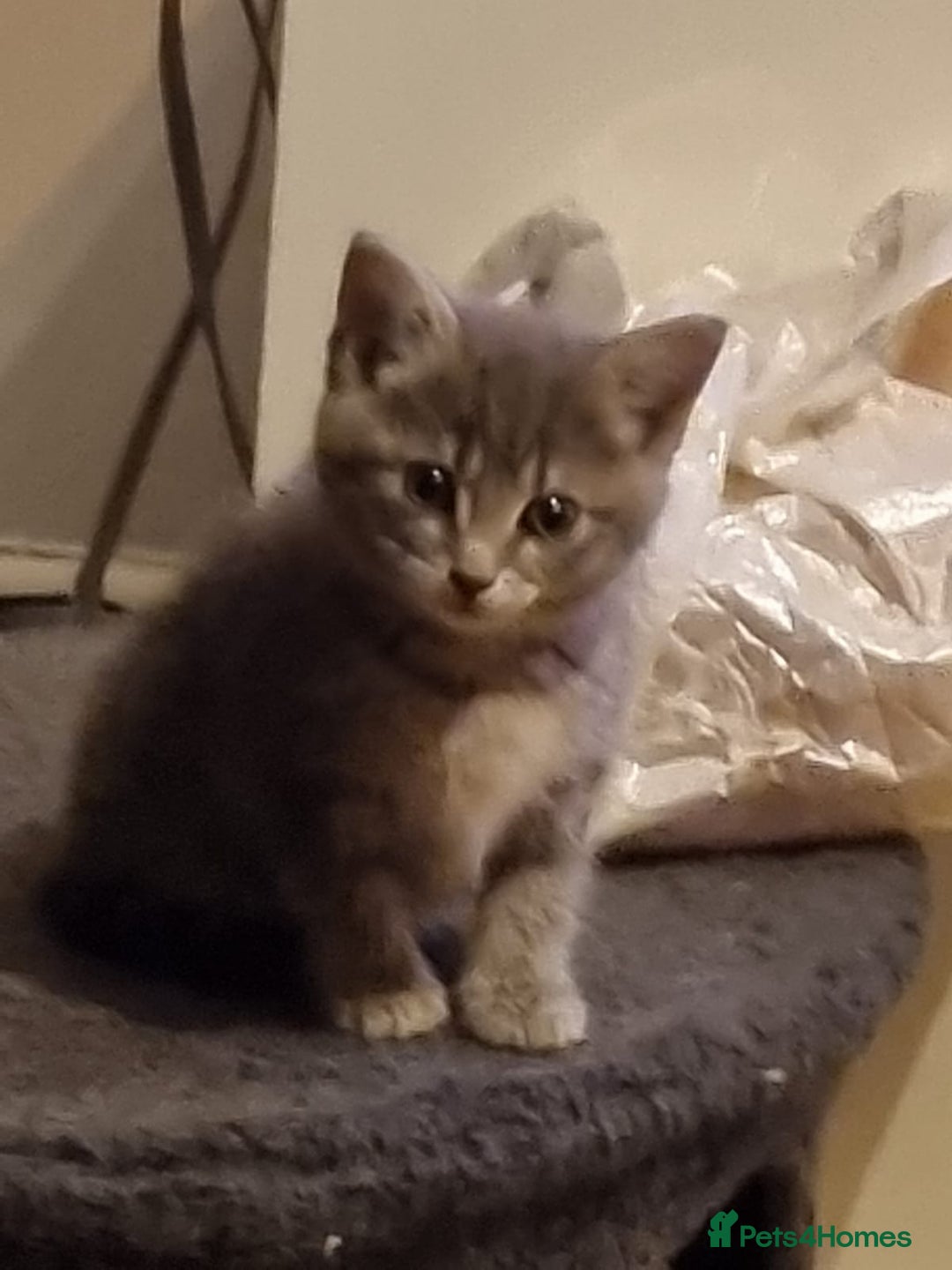 Mixed Breed cats for sale: Beautiful grey/tabby female kittens  - Advert 10