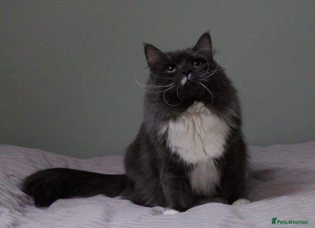 Siberian cats for sale: Siberian male cat  - Advert 7