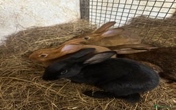 Belgian Hares rabbits for sale: 1 baby black Belgium hare boy left - Advert 2