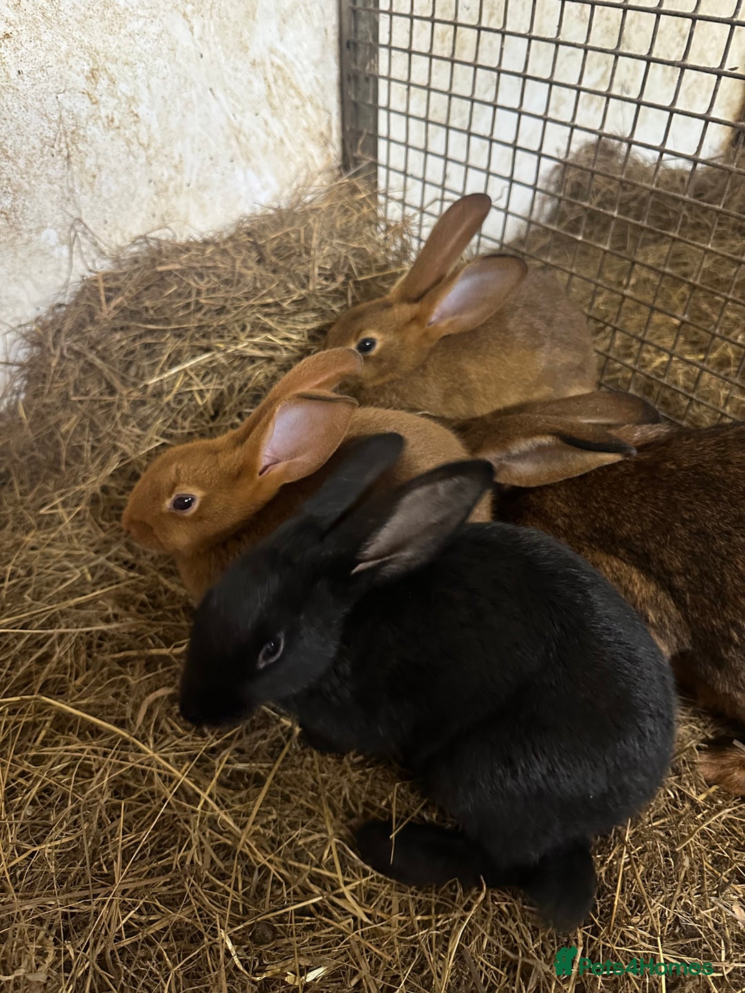 Belgian Hares rabbits for sale: 1 baby black Belgium hare boy left - Advert 2