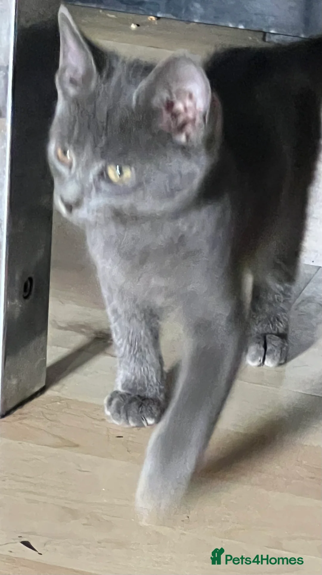 Mixed Breed cats for sale: Beautiful kittens for sale  - Advert 39