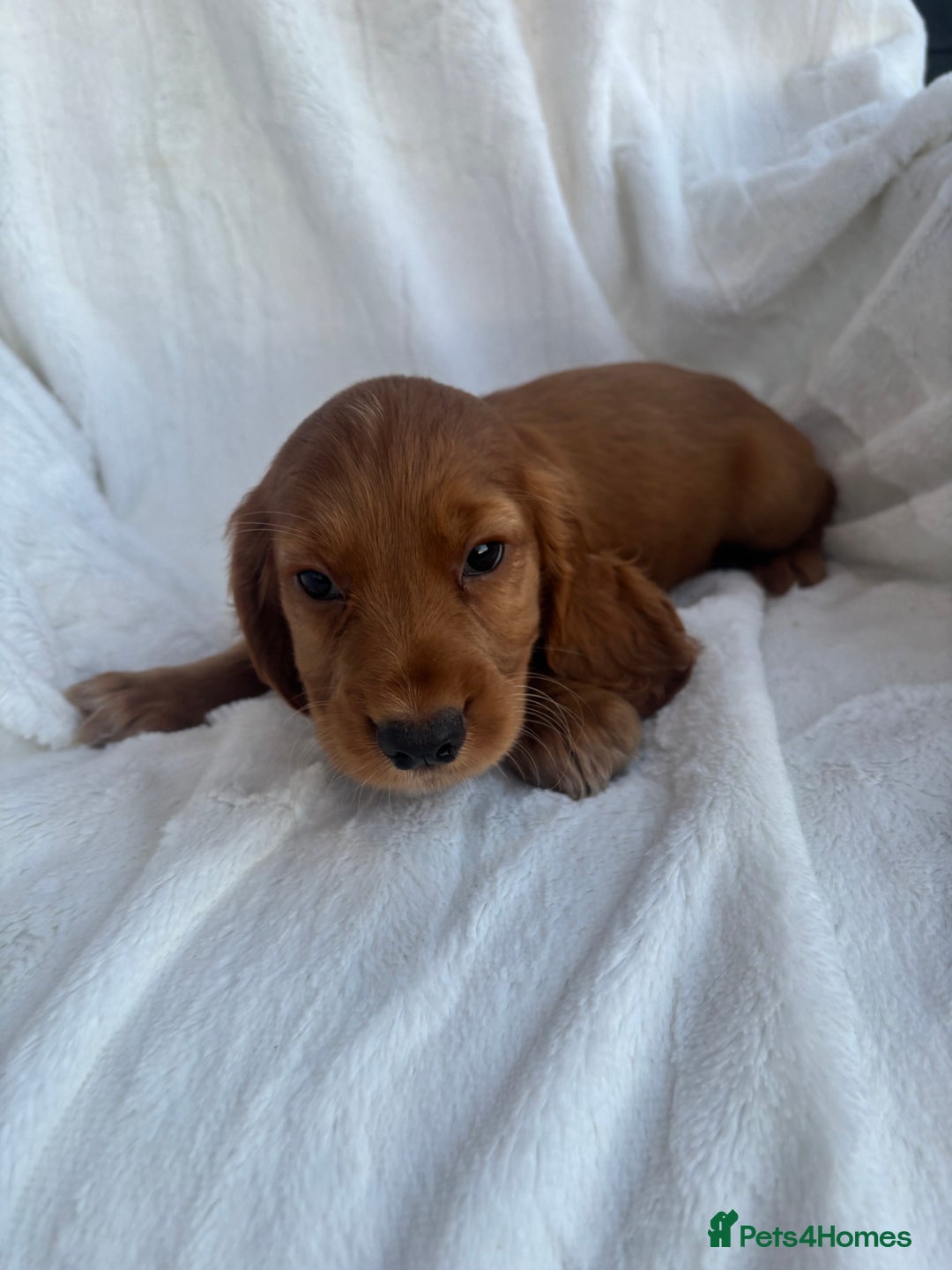 Cocker Spaniel dogs for sale: Gorgeous red cocker spaniels puppies  - Image 7