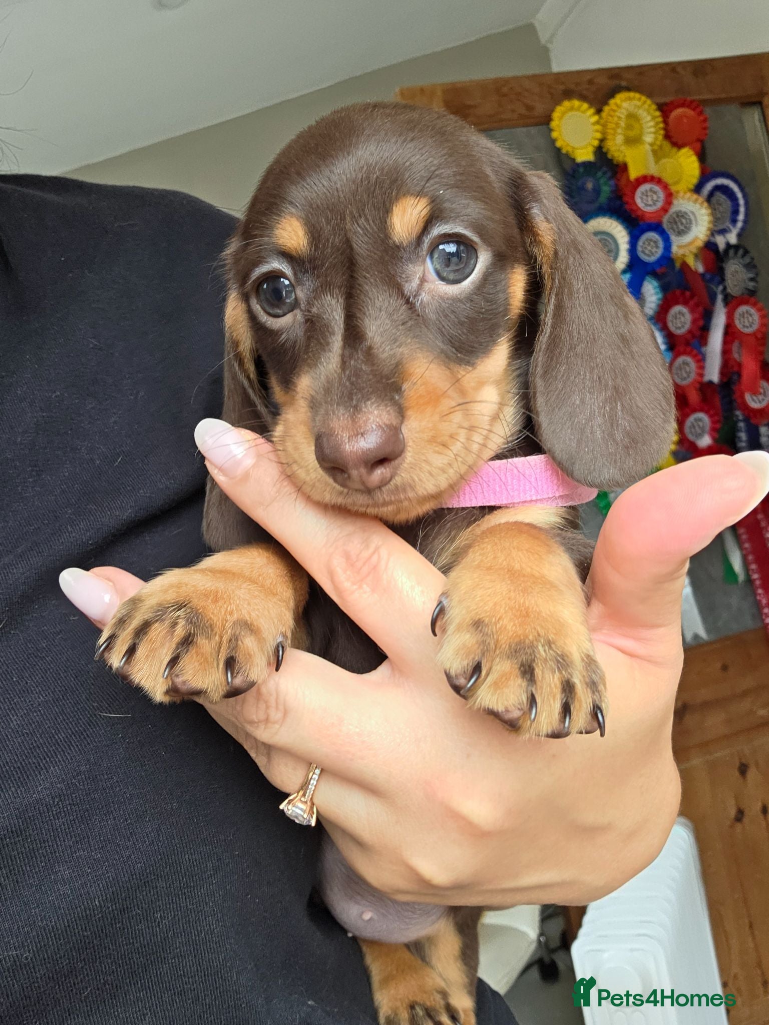 Miniature Dachshund dogs Kc Miniature Dachshund - Advert 3