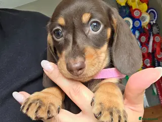 Miniature Dachshund dogs Kc Miniature Dachshund - Advert 3