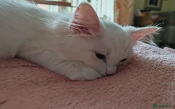 Ragdoll cats for sale: RAGS To Riches  - Image 9