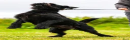 Giant Schnauzer dogs for sale: Working line Giant schnauzer puppies - Advert 2