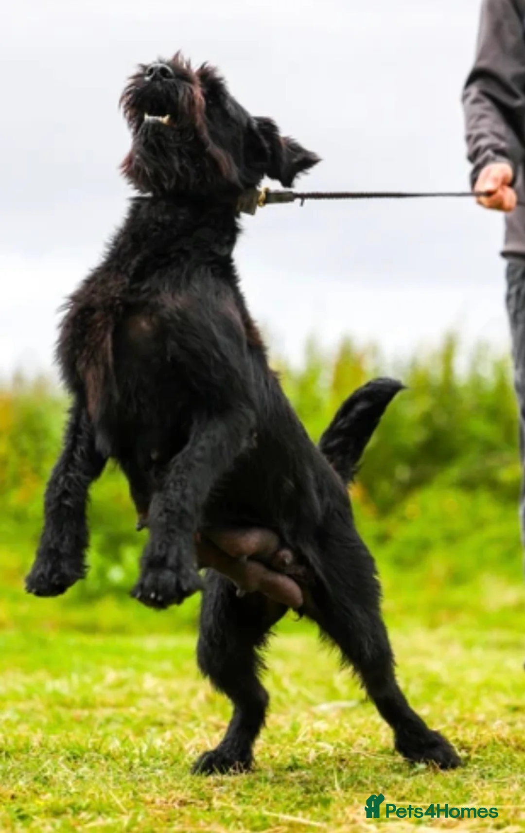 Giant Schnauzer dogs for sale: Working line Giant schnauzer puppies - Advert 2