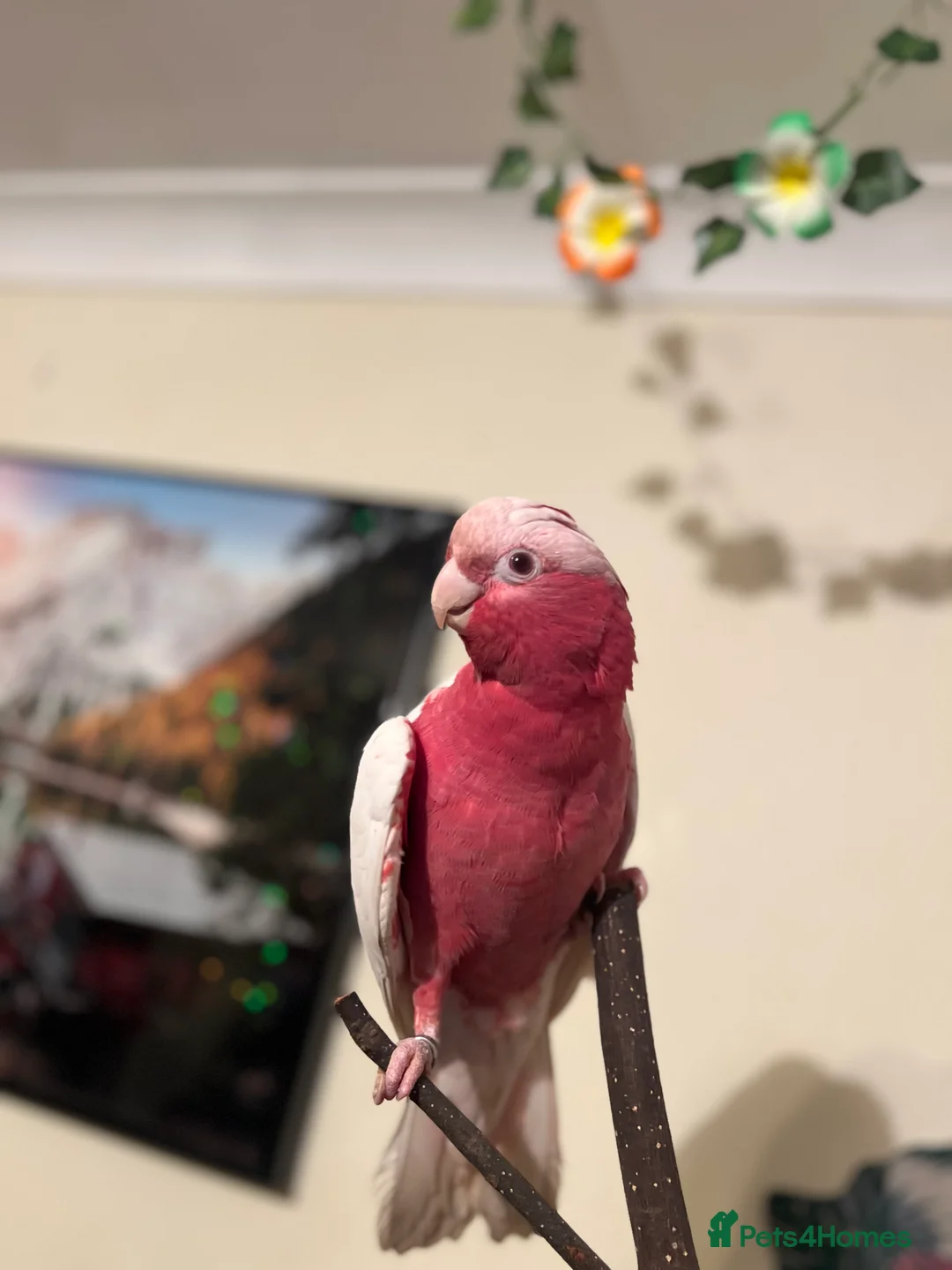 Parrots birds for sale: Rare Galah Lutino male  - Advert 9