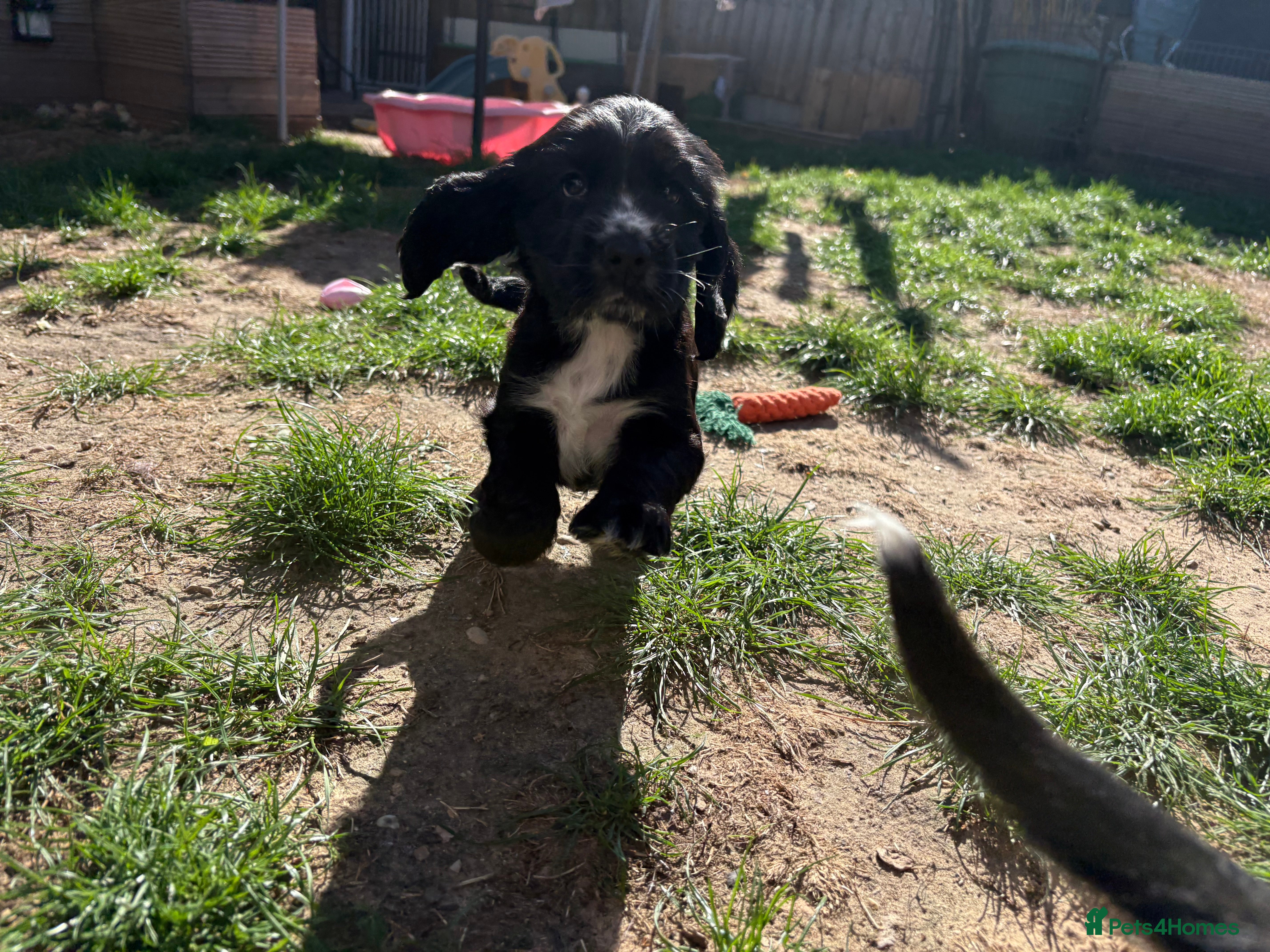 Cocker Spaniel dogs Ready Now RKC Reg DNA CLEAR Show Cocker Female - Advert 2