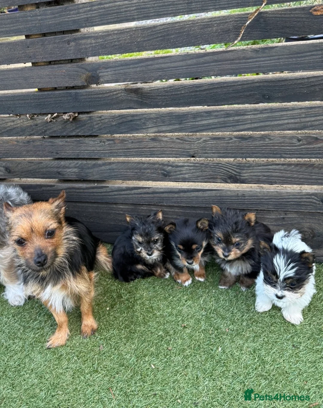 Mixed Breed dogs for sale: 4 adorable puppies need a forever home❤️ - Advert 2