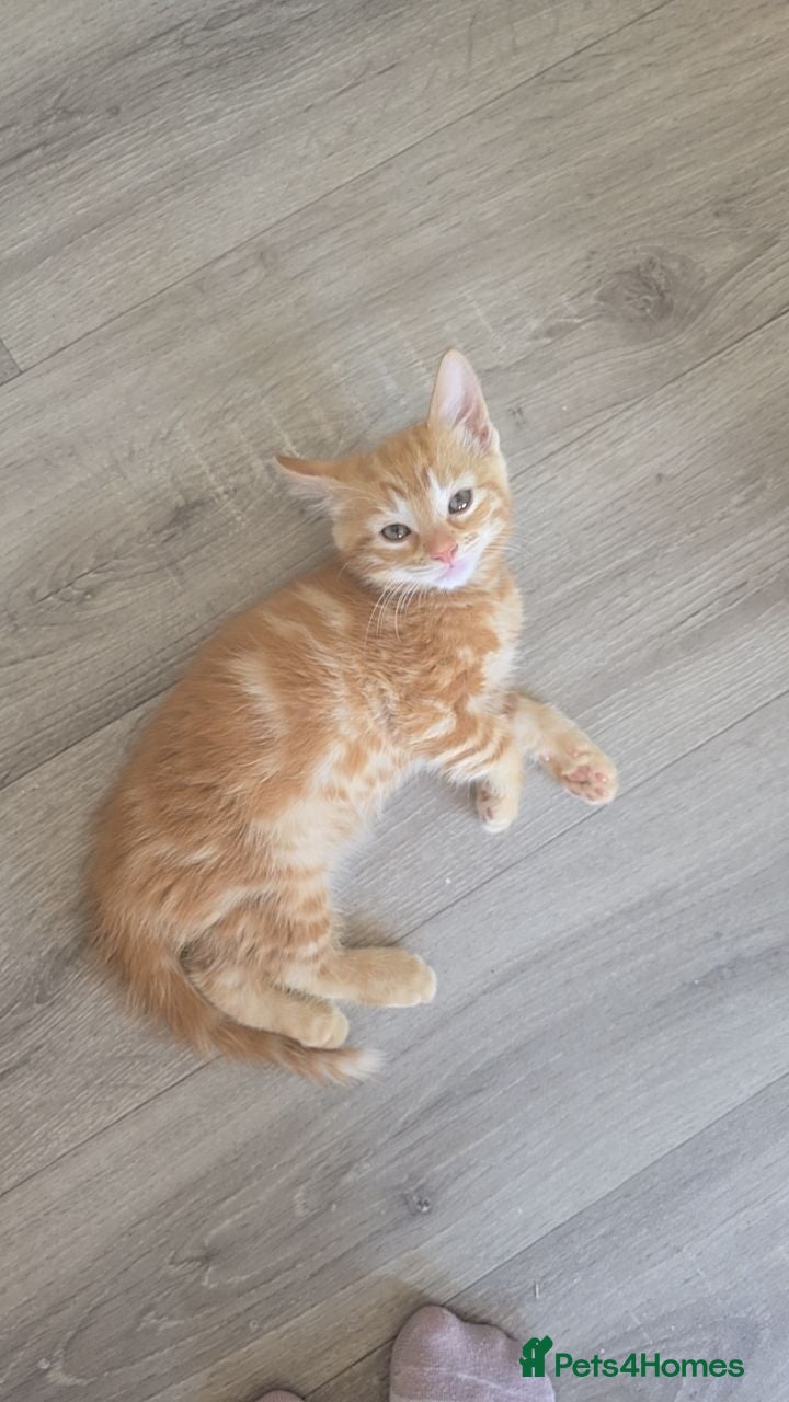 Mixed Breed cats Main coon cross kittens - Advert 1