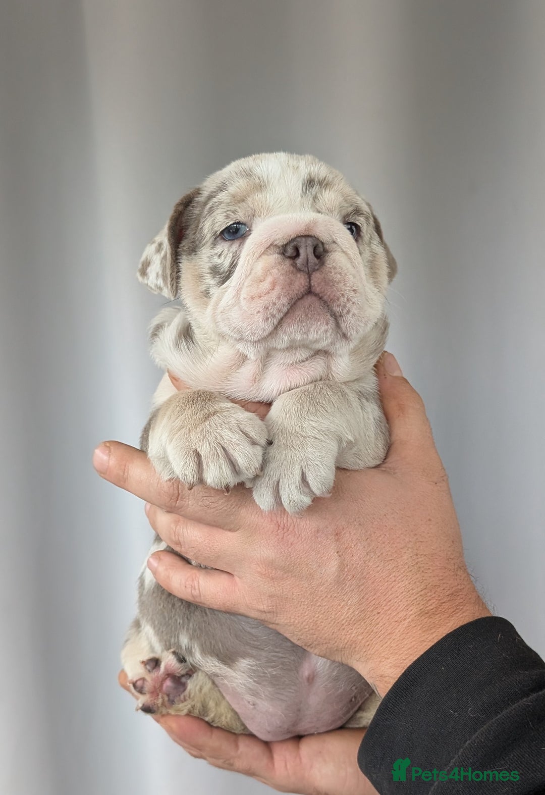 English Bulldog dogs for sale: English Bulldog Puppies  - Advert 4