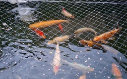 Other/Mixed Breed fish for sale: Koi, gold fish, blue orf, butterfly koi,grass carp - Image 2