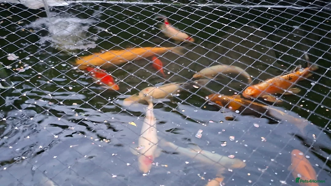 Other/Mixed Breed fish for sale: Koi, gold fish, blue orf, butterfly koi,grass carp - Advert 2