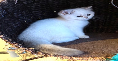 Scottish Fold cats - Advert 8