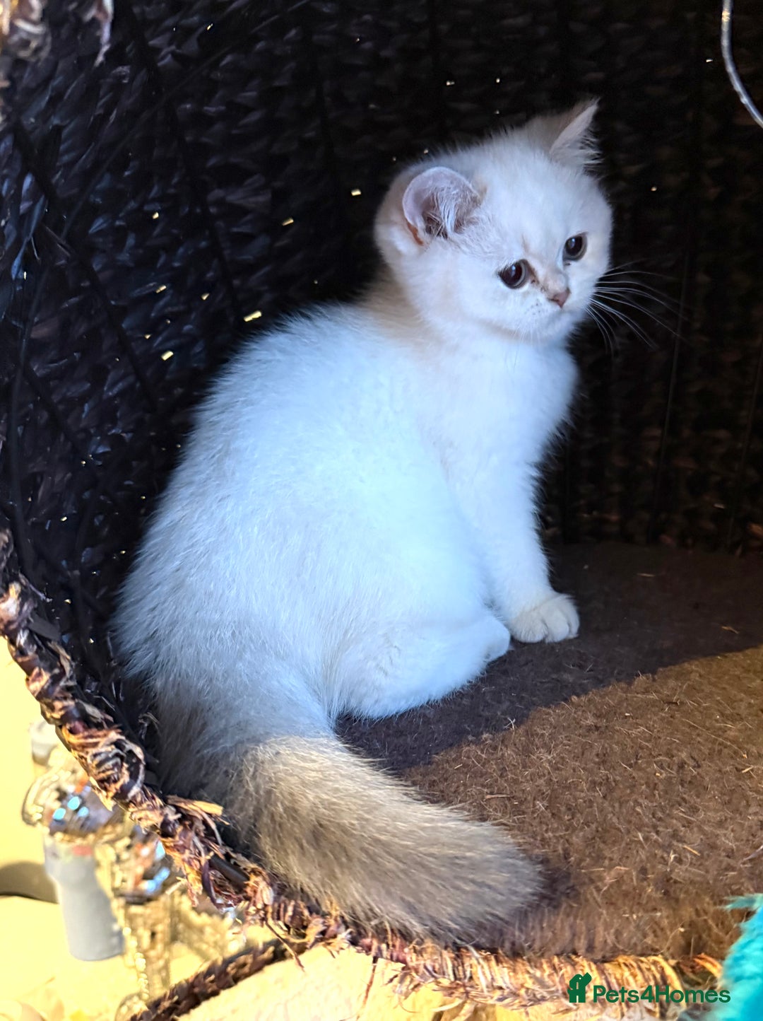 Scottish Fold cats for sale: 😻Last Two Stunning Scottish straight girls 😻 - Advert 20