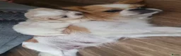 Mixed Breed dogs for sale: 6 gorgeous Pekingese x Tibetan Spaniel puppies in Wirral - Advert 10