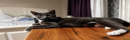 Russian Blue cats for sale: Meet Milo and kittens  - Advert 1