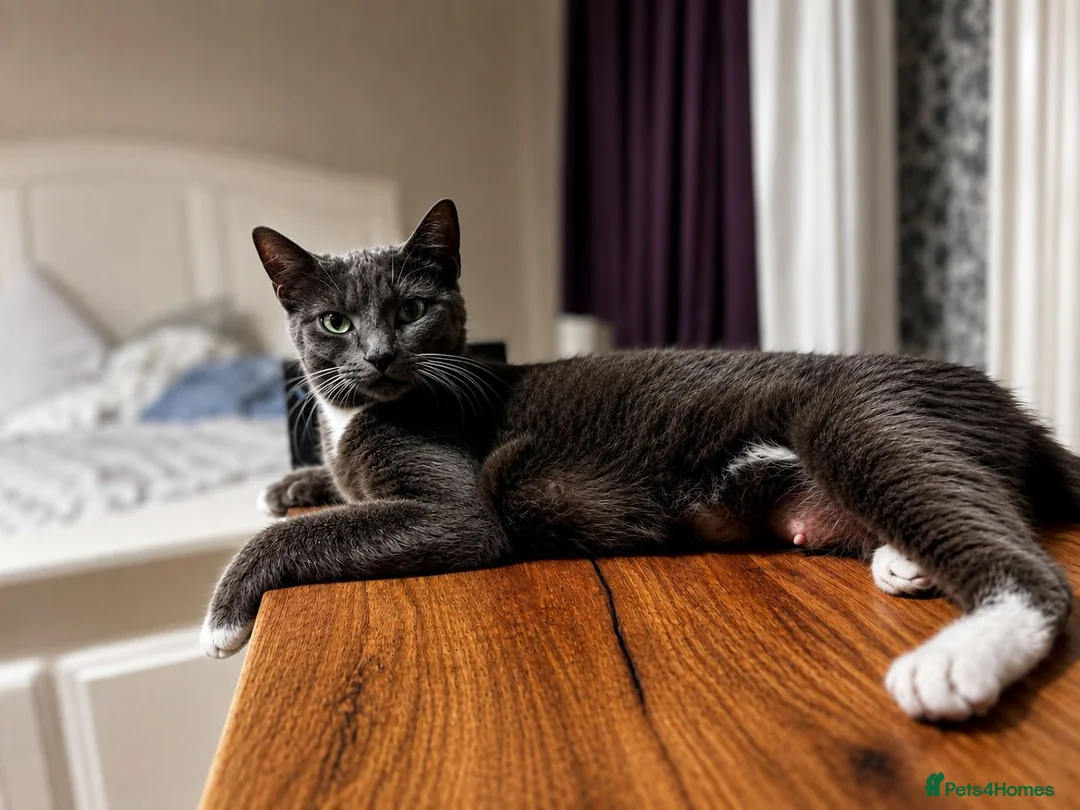 Russian Blue cats for sale: Meet Milo and kittens  - Advert 1
