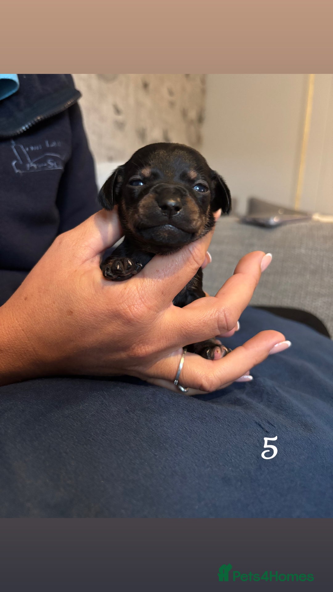 Chiweenie dogs for sale: Chiweenies - Image 8