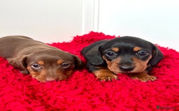 Dachshund dogs for sale: Mini dachshund puppies, PRA clear, health tested - Image 19