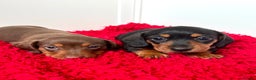 Dachshund dogs for sale: Mini dachshund puppies, PRA clear, health tested - Advert 33
