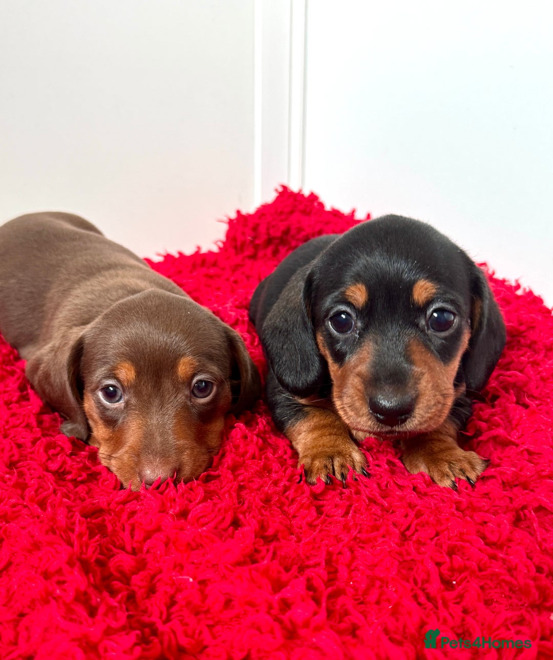 Dachshund dogs for sale: Mini dachshund puppies, PRA clear, health tested - Image 19