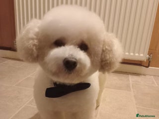 Mixed Breed dogs Male Beautiful 😍 Toy Maltipoo - Advert 6