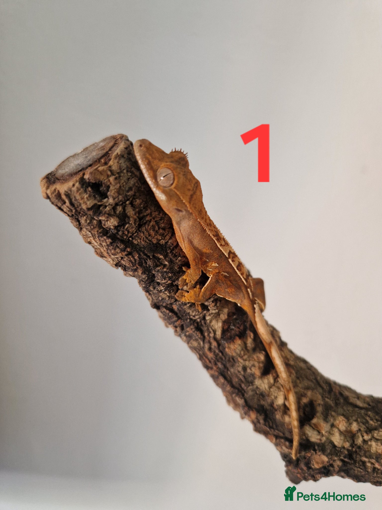 Gecko reptiles Juvenile crested geckos - Advert 1