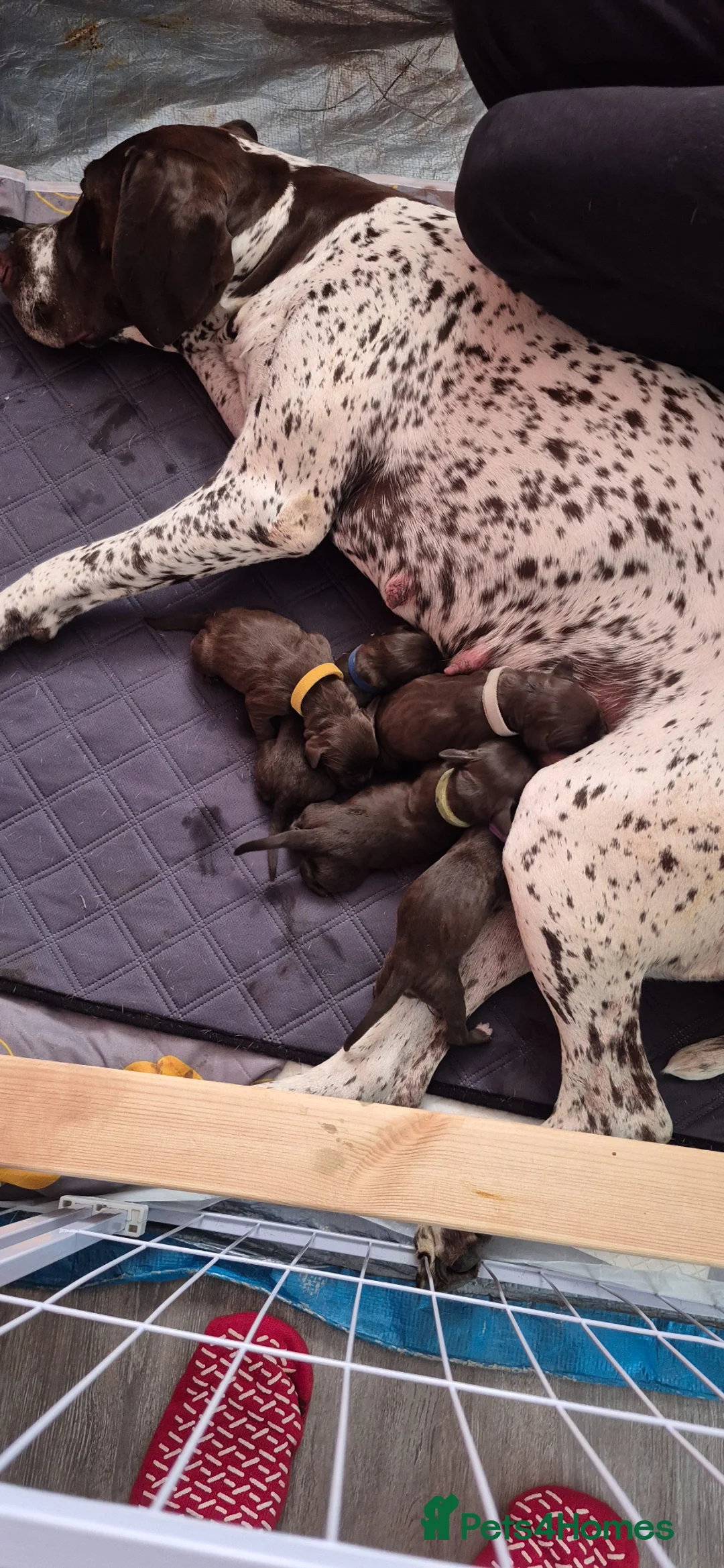 Mixed Breed dogs for sale: Gsp/Vizsla in Edinburgh - Advert 2