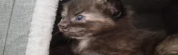 Mixed Breed cats for sale: Female tortie - Advert 2
