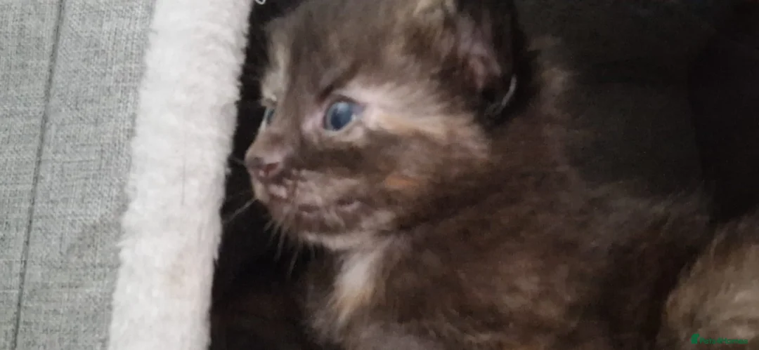 Mixed Breed cats for sale: Female tortie - Advert 2