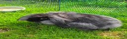 Mixed Breed rabbits for sale: For sale in Stevenston - Advert 7